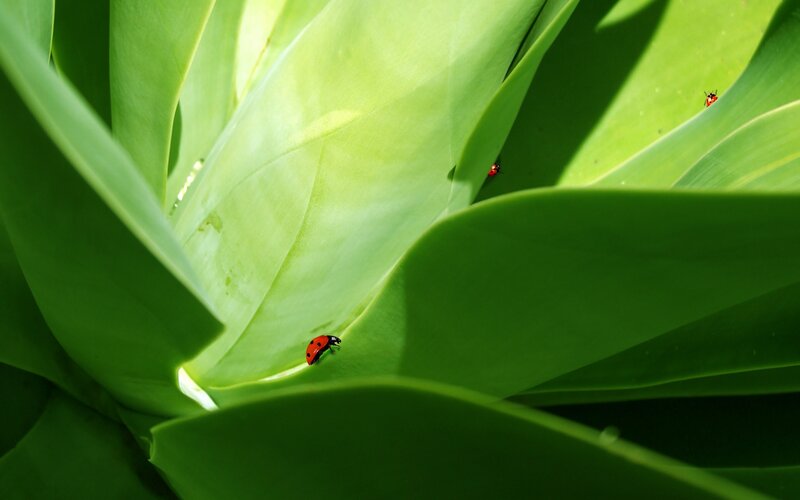 Ladybugs on Green Leaves — Serene, Afternoon