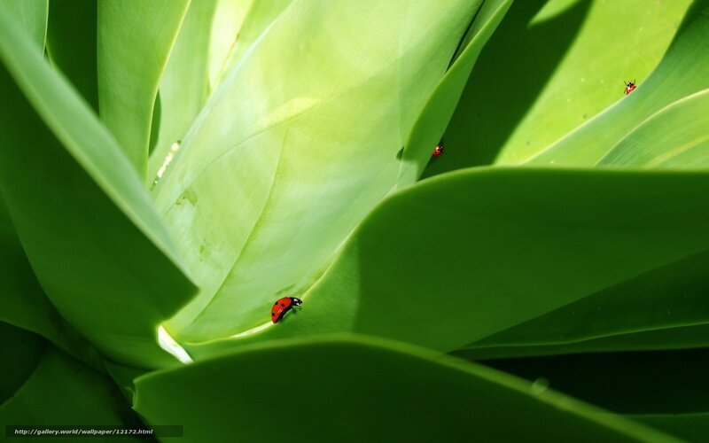 ladybugs on green leaves