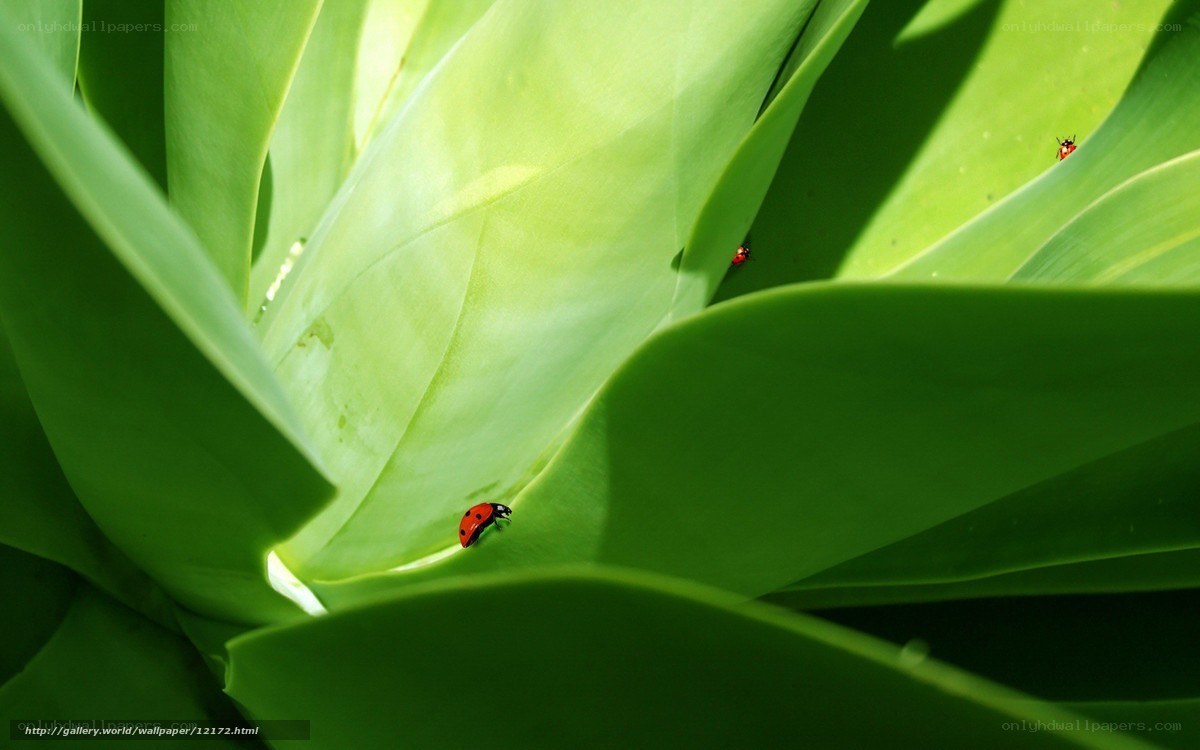 ladybugs on green leaves