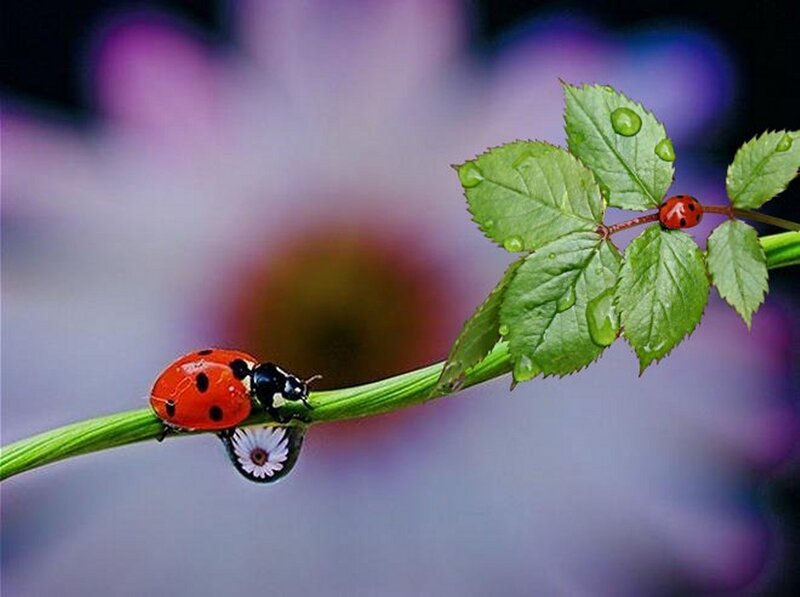 Ladybugs on Green Stem