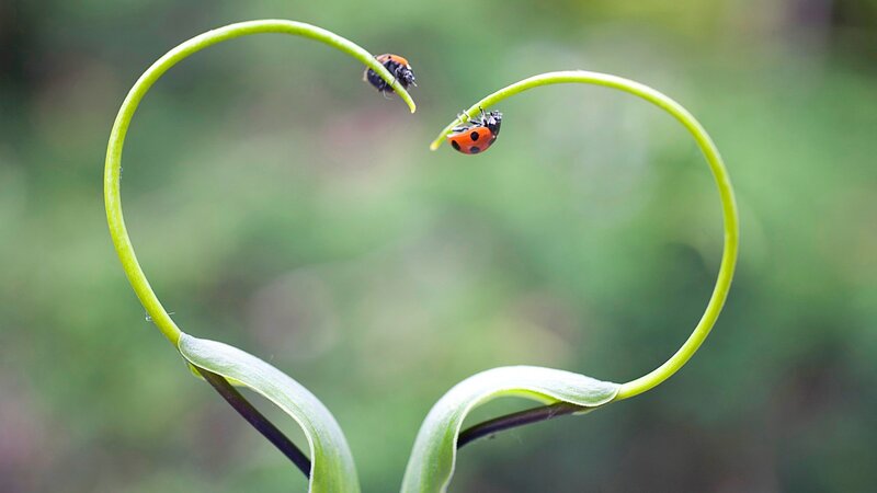 Ladybugs on Heart-shaped Stem — Green, Serene, Photograph, Ladybug