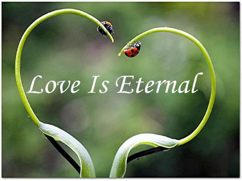 Ladybugs on Heart-shaped Stem — Green, Serene, Photograph