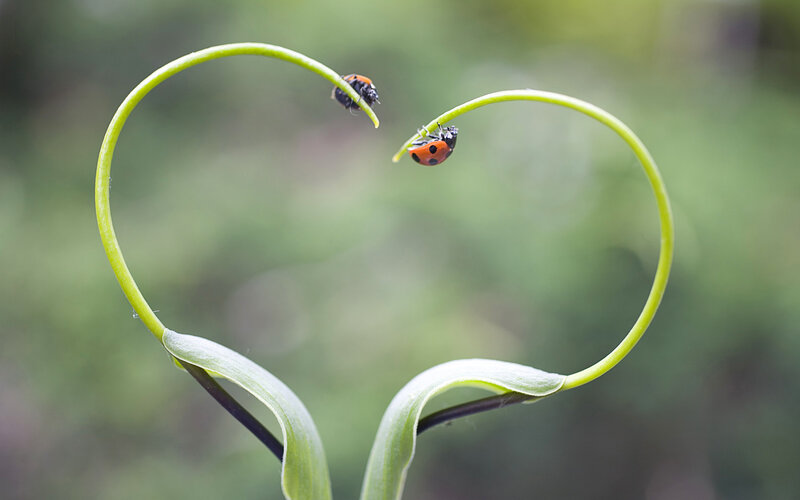 Ladybugs on Heart-shaped Stem — Green, Serene