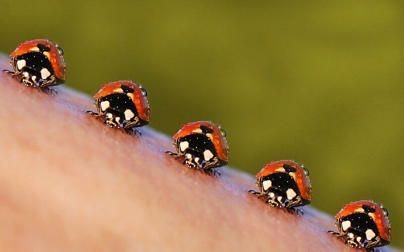 ladybugs on human skin