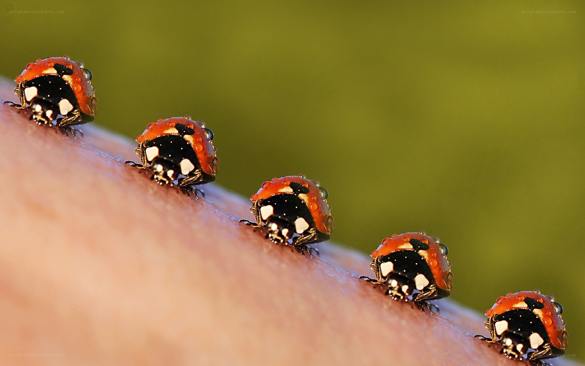 ladybugs on human skin