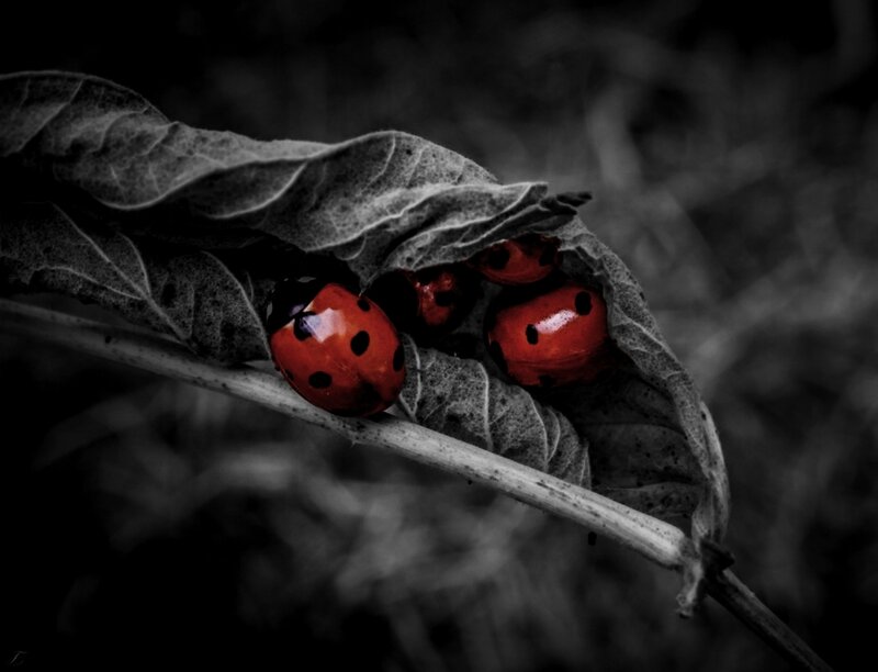 Ladybugs on Leaf — Red