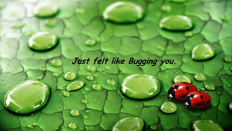 Ladybugs on Leaf