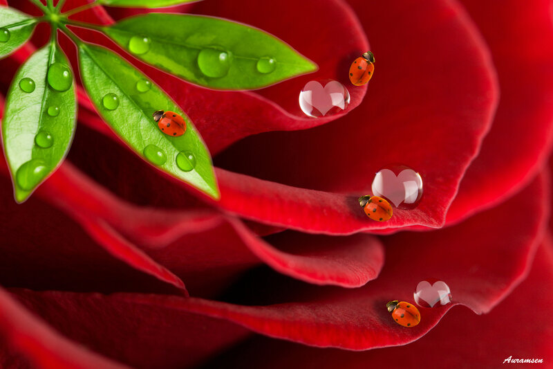 Ladybugs on Rose Petals