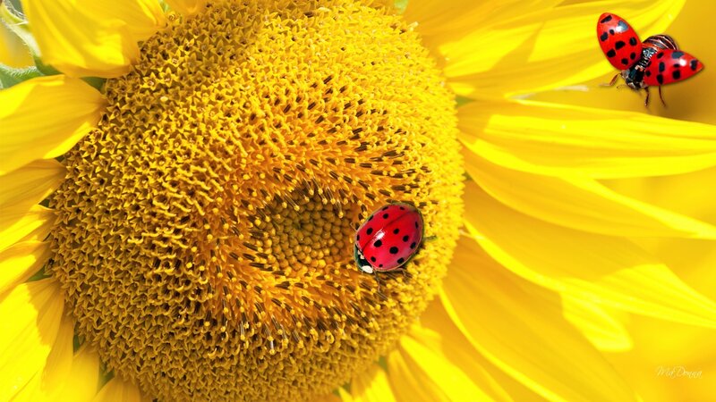 Ladybugs on Sunflower