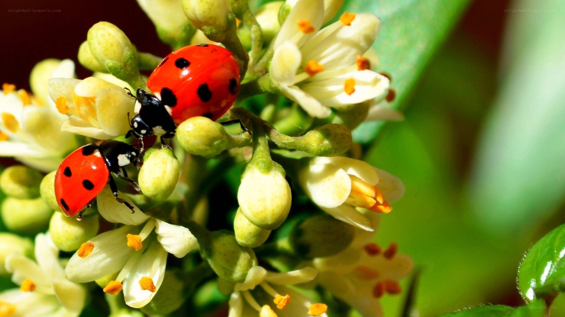 Ladybugs on white flowers