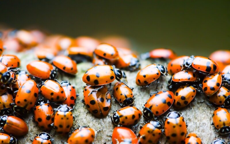 Ladybugs on Wood — Natural