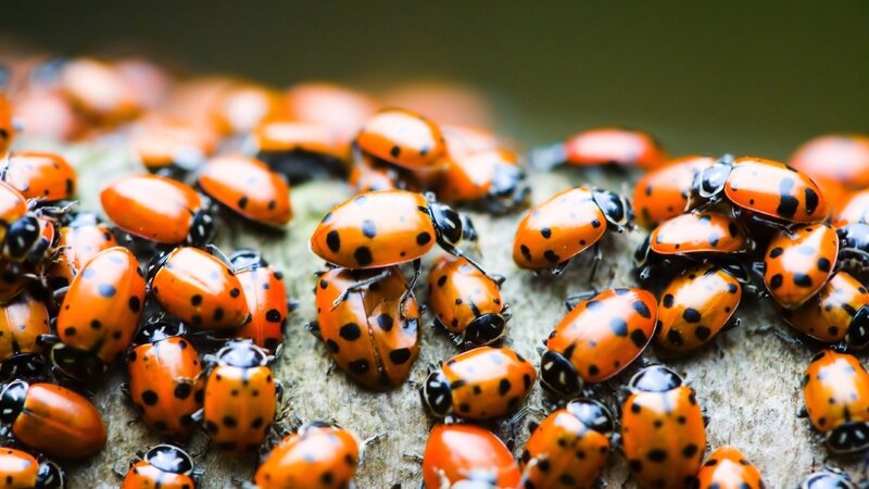 Ladybugs on Wood — Orange, Natural, Photograph, Black