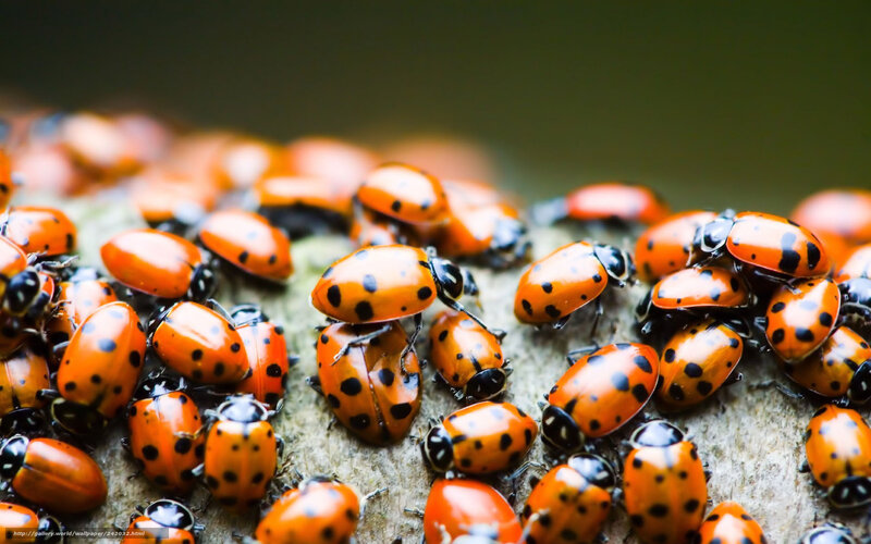 Ladybugs on Wood — Orange