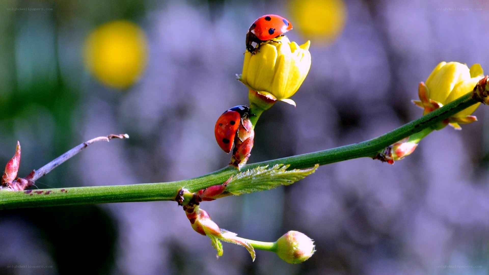 Ladybugs on yellow flowers