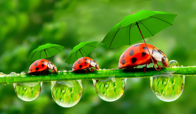 Ladybugs with Umbrellas — Green