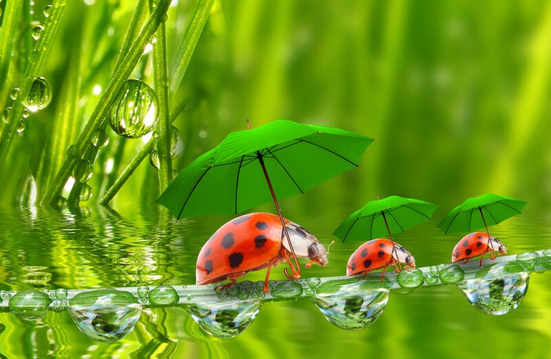 Ladybugs with Umbrellas