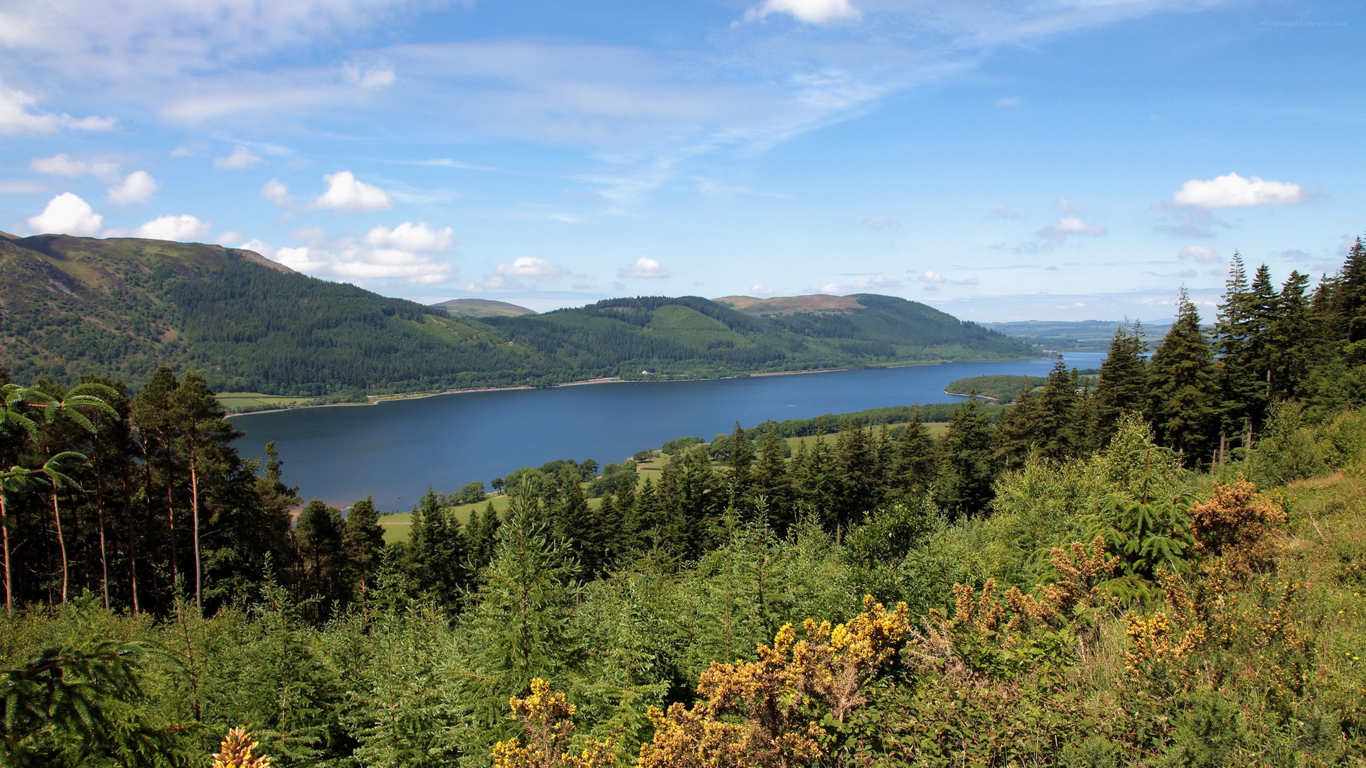Lake and forest landscape