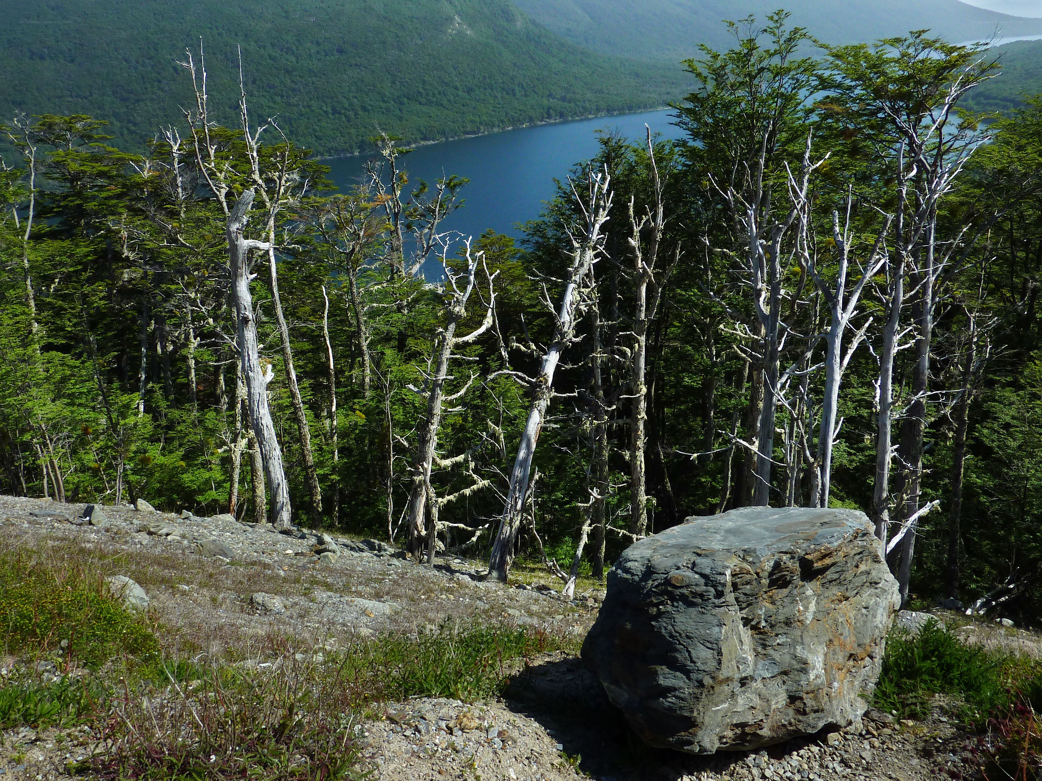 Lake and forest landscape