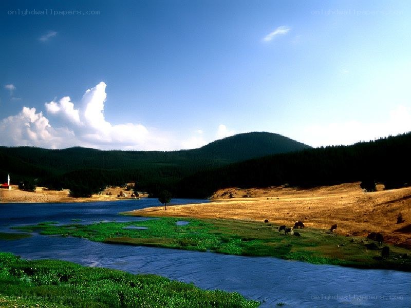 Lake and forest landscape