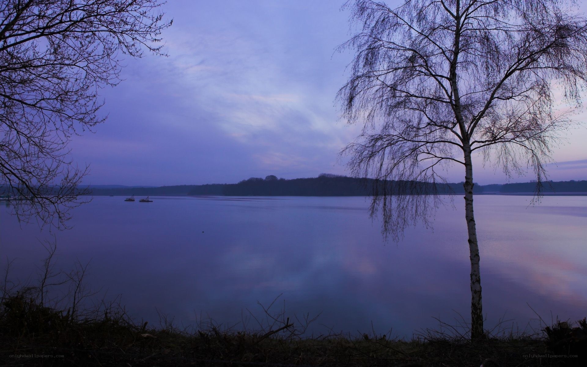 Lake at dusk with birch tree