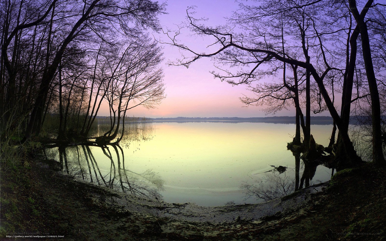 Lake at dusk with tree silhouettes