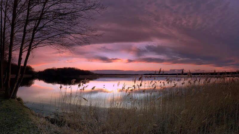 Lake at Sunset — Purple, Serene, Photograph, Trees, Reeds