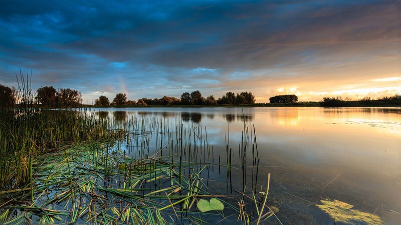 Lake at Sunset with Reeds