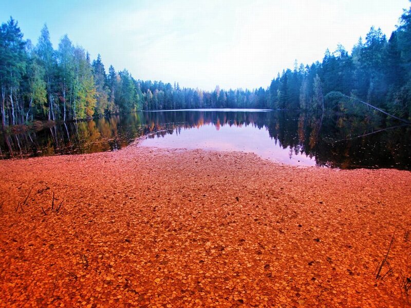 Lake Covered in Leaves