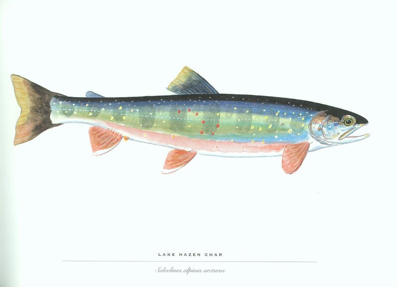 Lake Hazen Char illustration