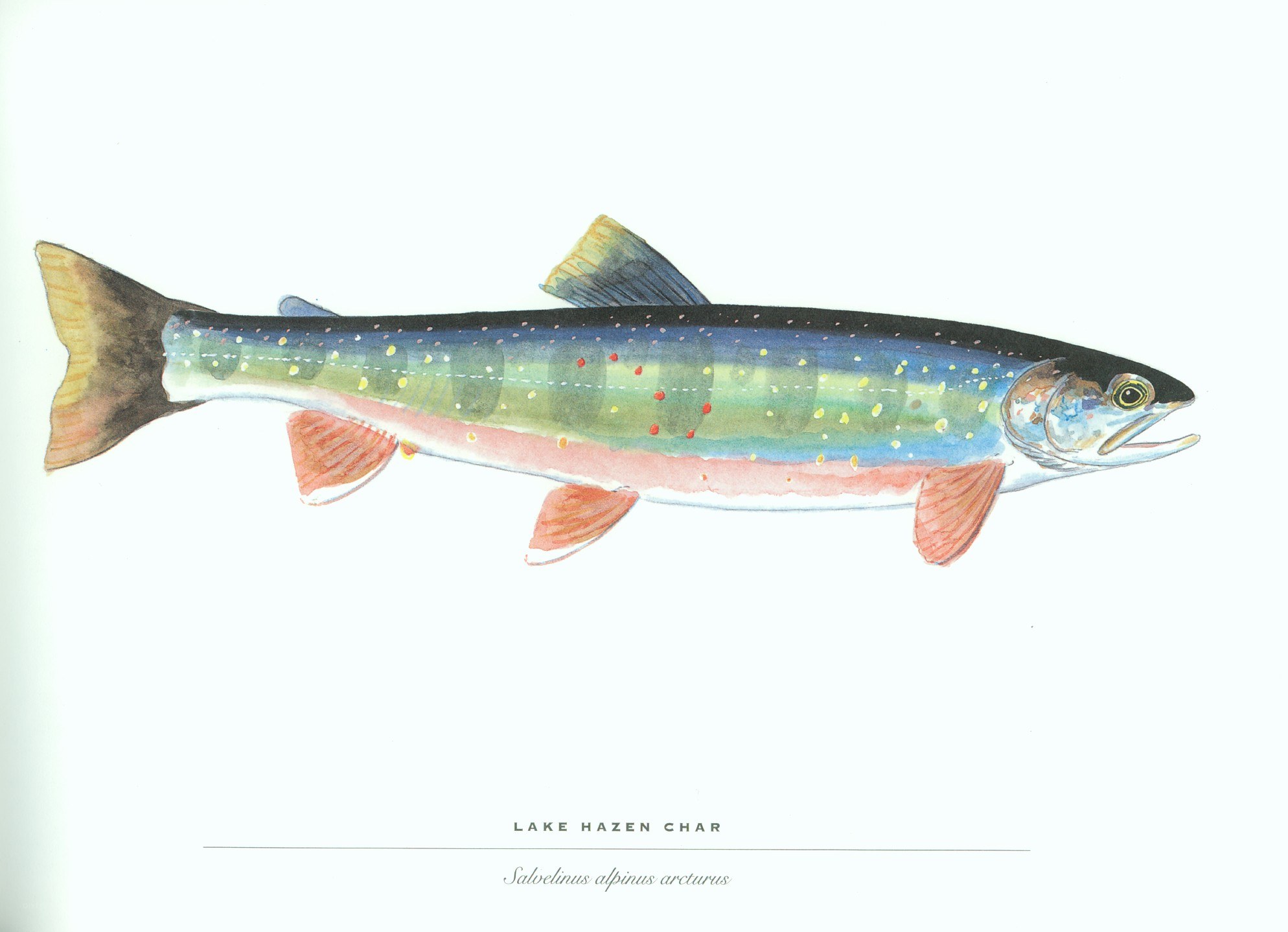 Lake Hazen Char illustration