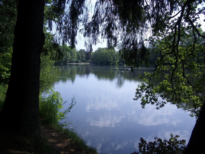Lake in a forest park