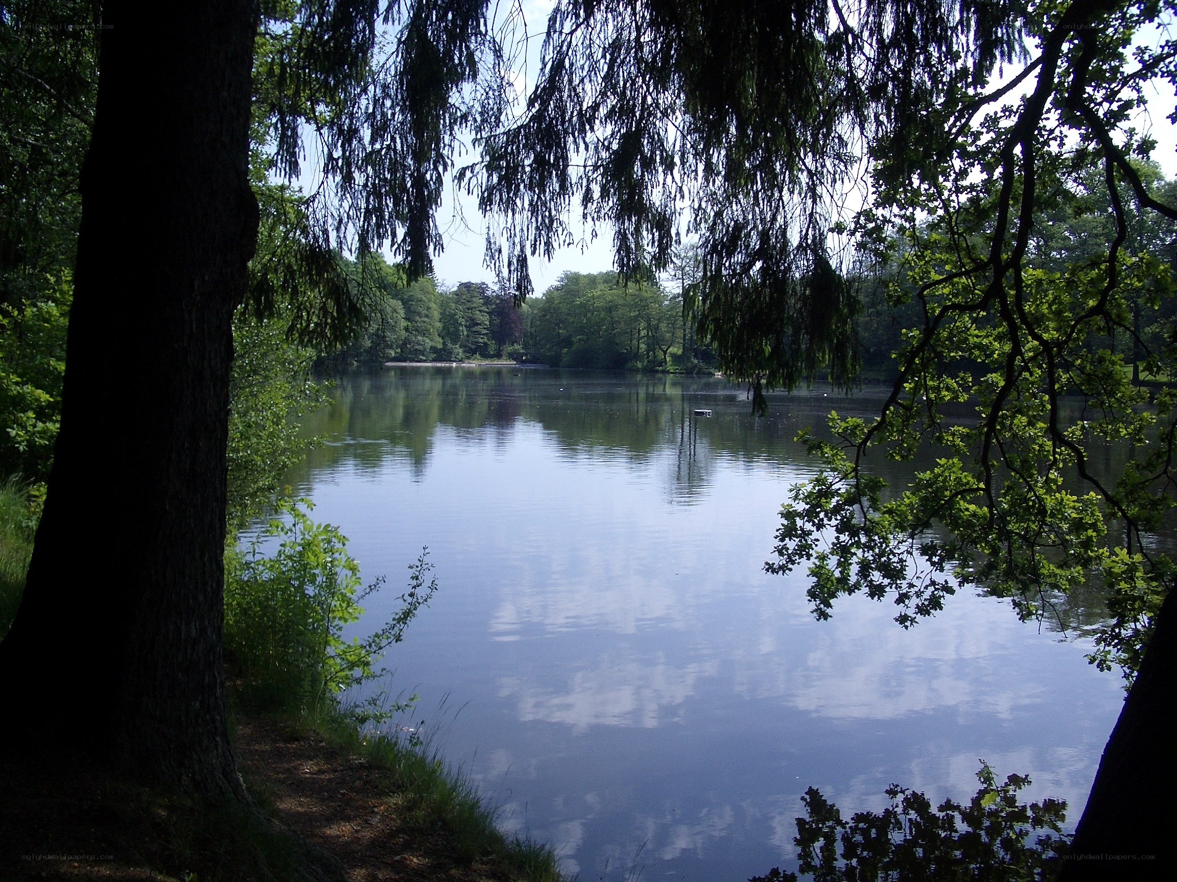Lake in a forest park
