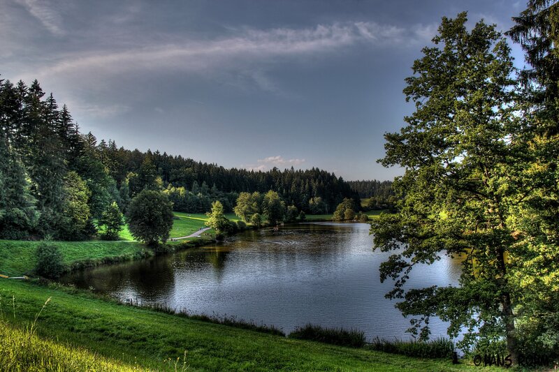 Lake in a forested landscape