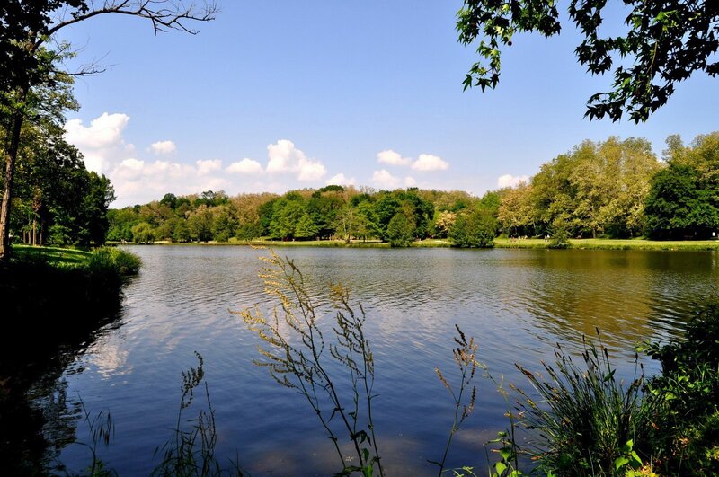 Lake in a lush park