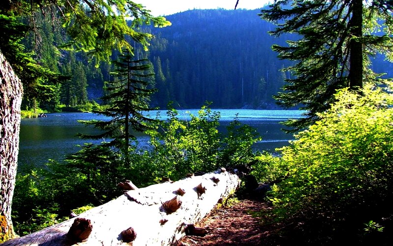 Lake in Forest Clearing