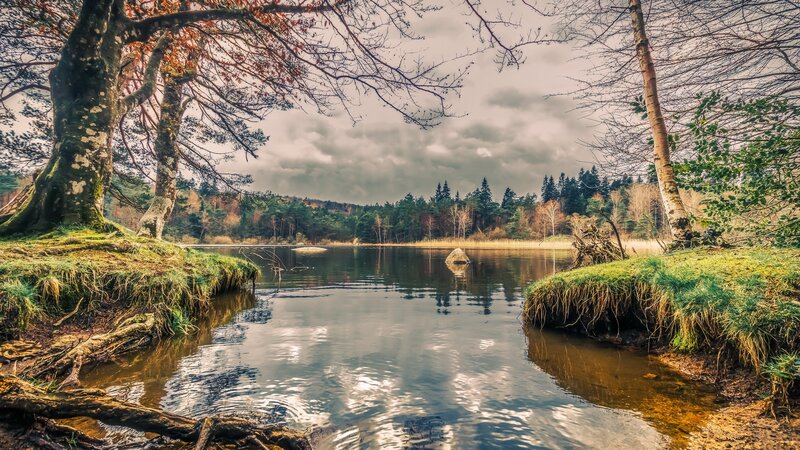 Lake in Forest