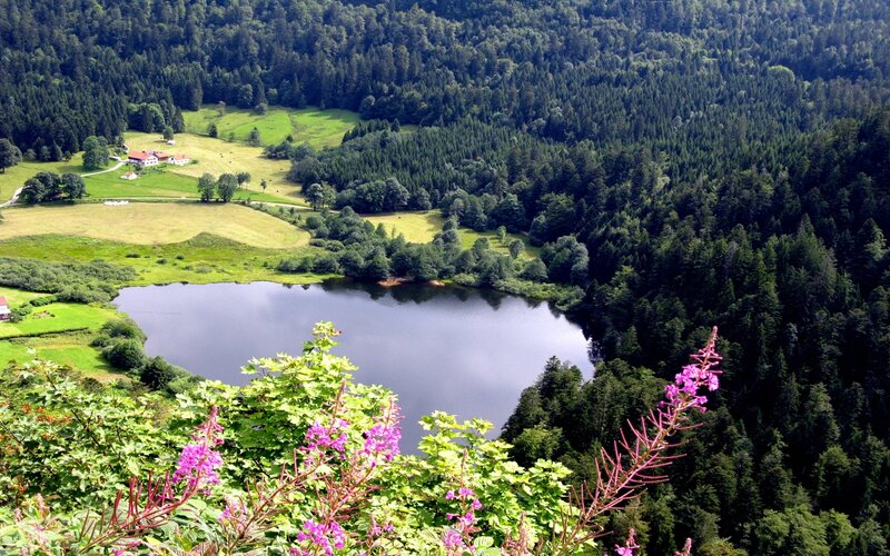 Lake in Forest Valley