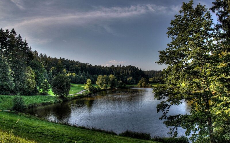 Lake in Forested Park