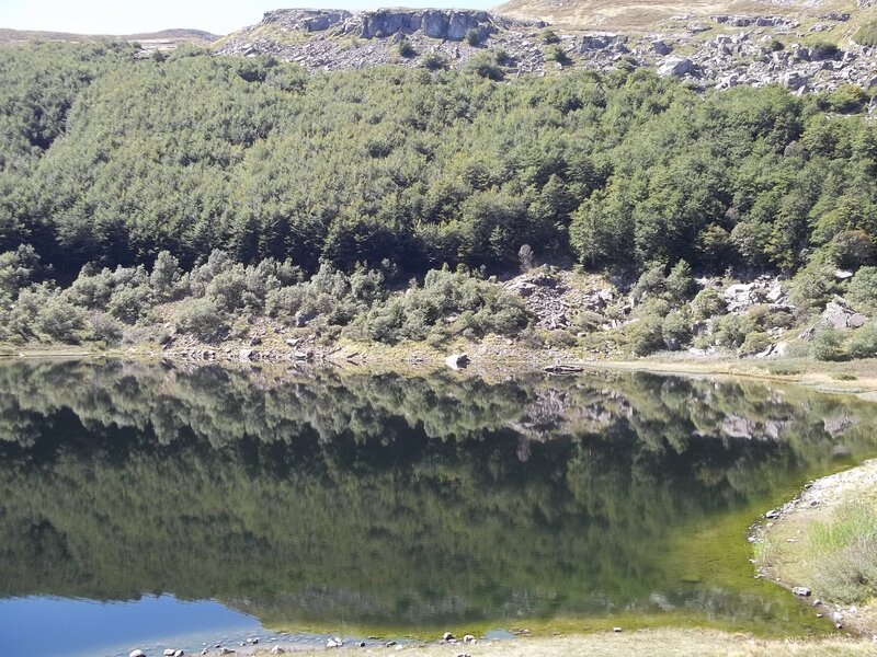 Lake Reflecting Forest
