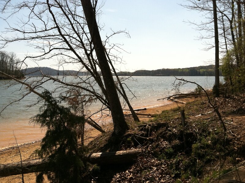 Lake Shore with Bare Trees