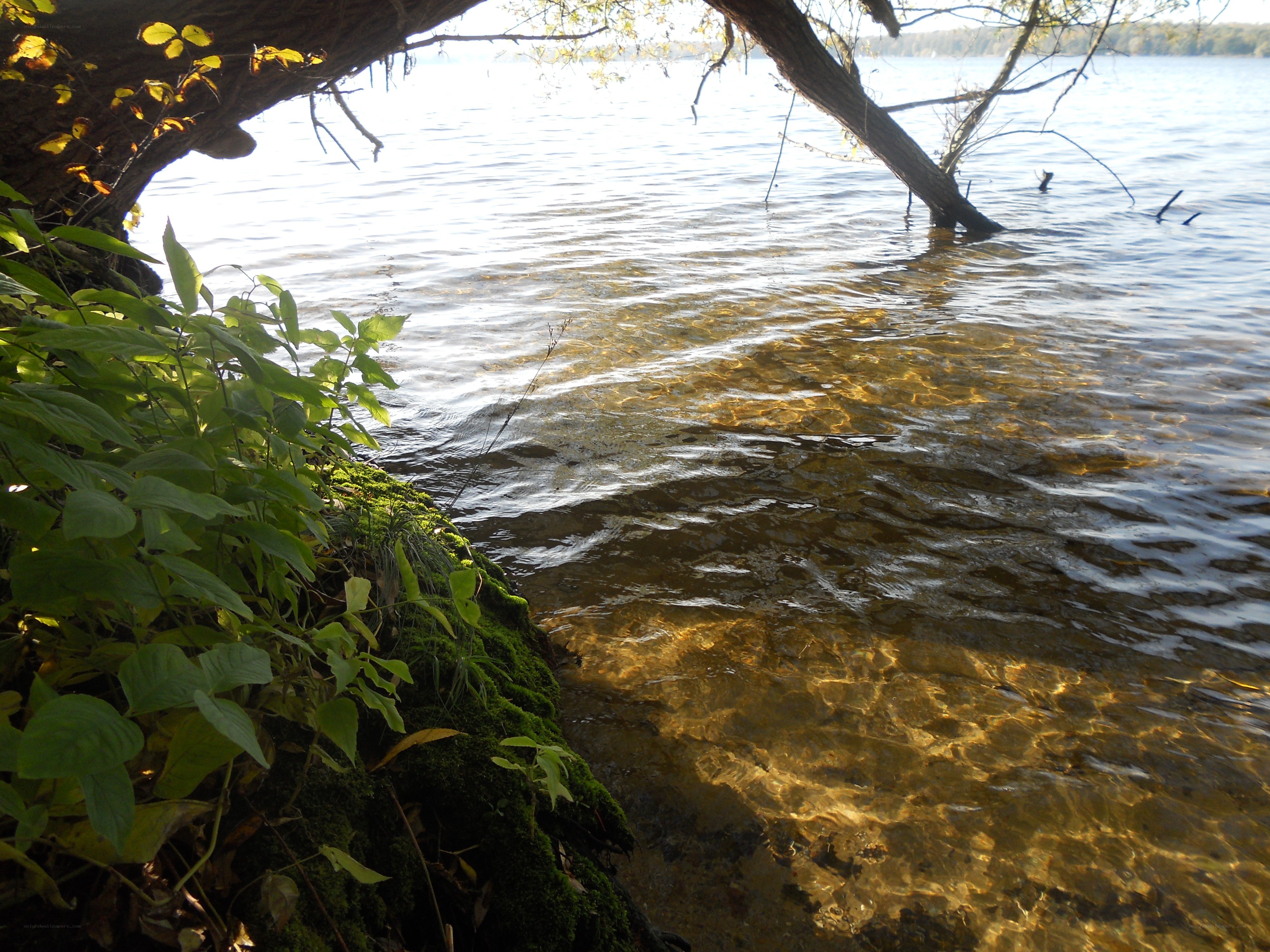 Lake shore with clear water