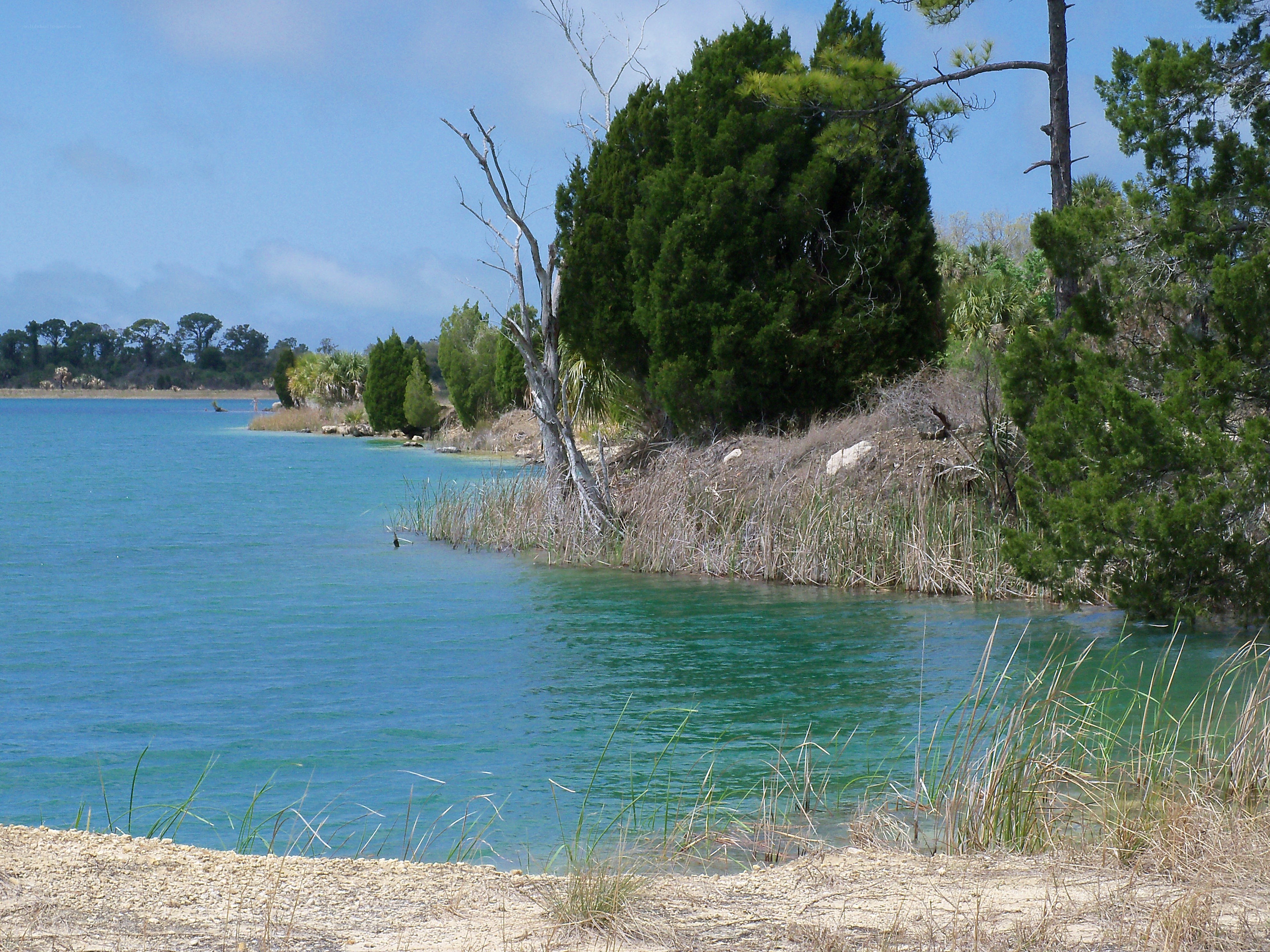 Lake shore with green trees