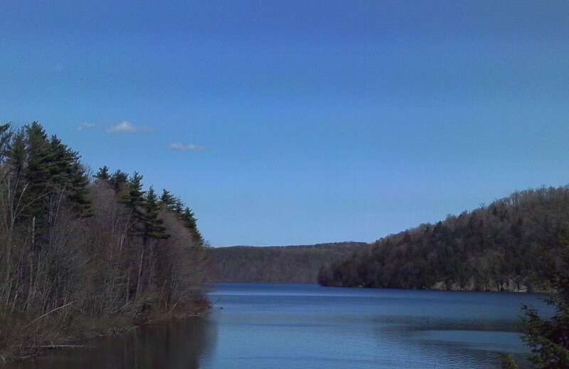 Lake surrounded by forest
