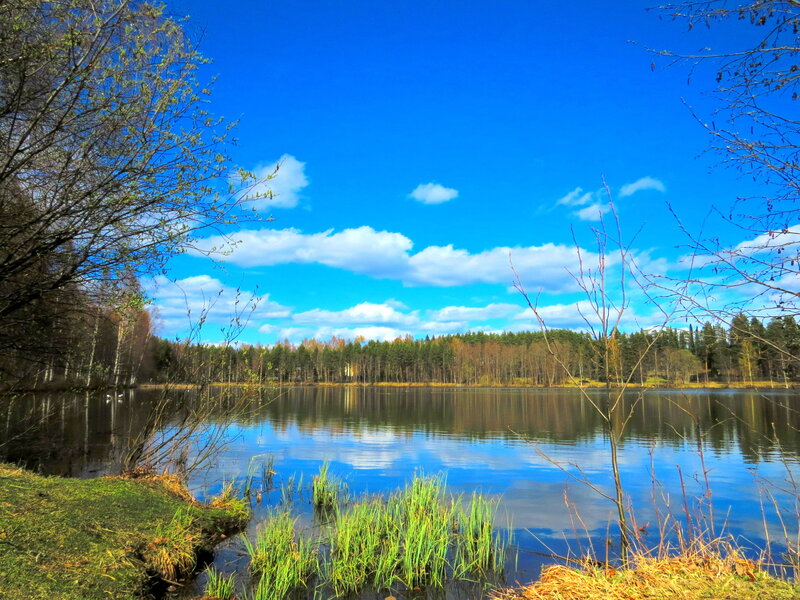 Lake Surrounded by Forest — Blue, Serene, Spring