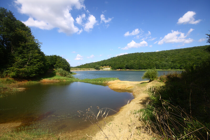 Lake Surrounded by Forest — Blue
