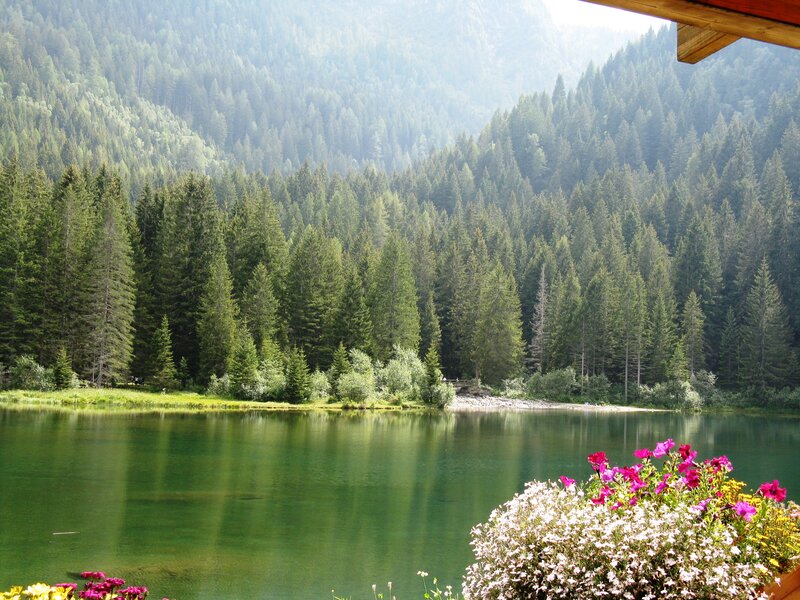 Lake Surrounded by Forest — Green, Serene, Afternoon