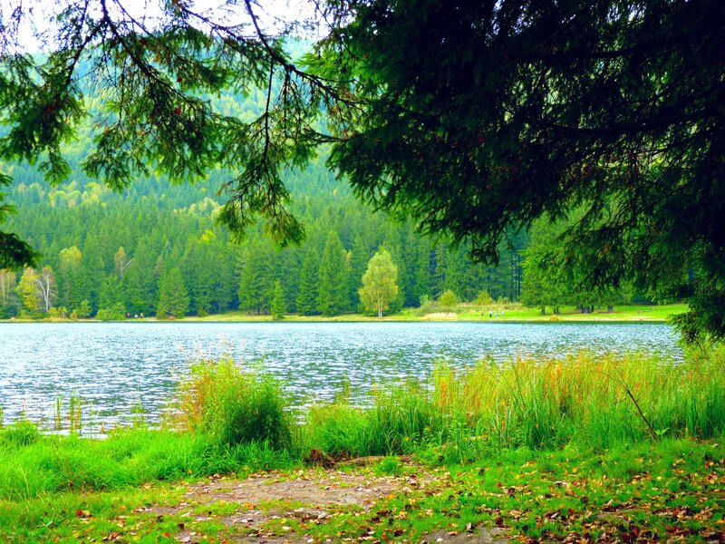 Lake Surrounded by Forest — Green, Serene