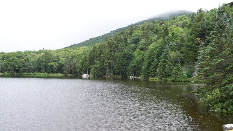 Lake Surrounded by Forest — Green