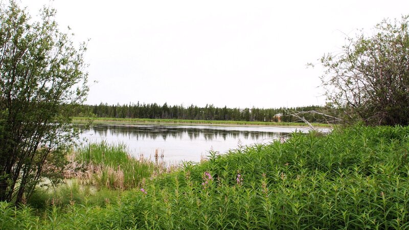 Lake Surrounded by Greenery
