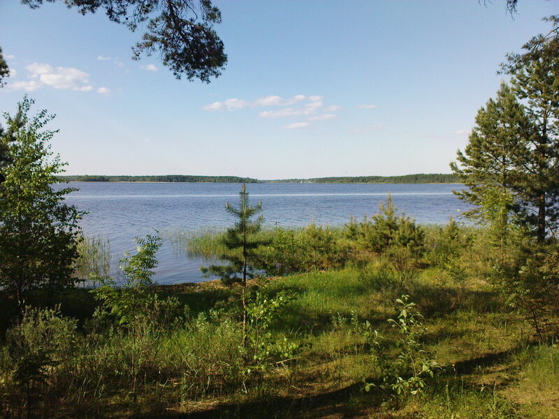 Lake surrounded by pine trees